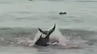 网传三亚大东海鲨鱼咬人视频 官方辟谣：是鲸鱼