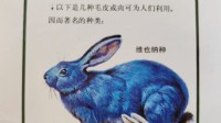真有邮票那么蓝的兔子？无穷小亮：有蓝兔 没那么蓝