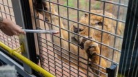 动物园老虎被3只狮子围攻撕咬 园方:共养是正常情况