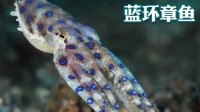 深圳市监局通报商超销售蓝环章鱼事件：并未发现