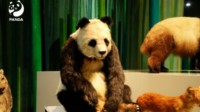 全球首只仿生大熊猫机器人亮相：表情丰富 还能聊天