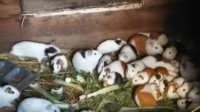 外婆养2只天竺鼠1年后变一族群：之后可能送上餐桌