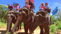 泰国为迎接中国游客采购大象 第一季度预计30万游客