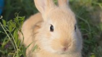 兔年麻辣兔头销量暴增 开心果订单量暴涨700%