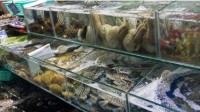 三亚海鲜餐饮协会发出倡议：建议珍稀海产品平均加价率在50%以内