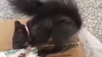 鼠鼠队立大功！我国第一批缉毒松鼠即将上岗