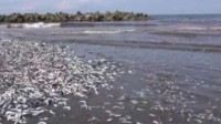 日本沙滩惊现大量沙丁鱼 当地人：80年来从未见过