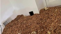 囤积成瘾！啄木鸟在一人家中囤600多斤坚果