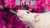 动保组织称人体肺片可代替动物实验 网友：您先来