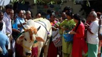 印度官员呼吁将情人节改成抱牛日：放下恋人去拥抱牛