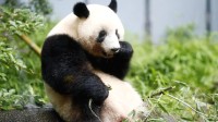 旅日大熊猫香香即将回国 日本动物园园长：很不舍