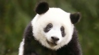 旅日大熊猫香香即将返回中国 日本游客排队告别