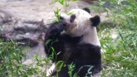 大熊猫香香今日回国：下午5点25分抵达 欢迎回家！