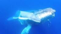日本首次拍摄到座头鲸分娩影像：鲸宝宝体长3.5米