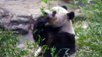 日本一男子拍摄大熊猫12年 出版十多册“香香”专辑