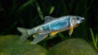 杭州发现鱼类新物种苕溪鱲 通体散发宝蓝色金属光泽