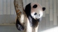 日媒：大熊猫香香三年半带来539亿日元经济效益