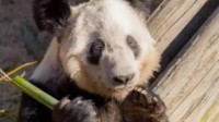 旅美熊猫乐乐死因初步确定 我国为接返丫丫做好准备