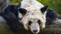 黄晓明为旅美大熊猫“丫丫”发声 盼望能够早日回家