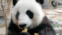 山东养的大熊猫相当炸裂 狂炫面食引游客惊叹