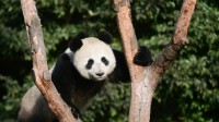 画风炸裂！旅俄大熊猫画风突变：体重狂飙40公斤