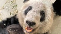 孟菲斯动物园发大熊猫丫丫新动态 网友：尽快回国！
