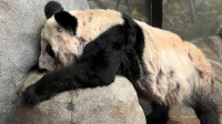 旅美熊猫丫丫乐乐或将一起回国 飞机已在准备中
