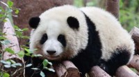 被连续夺笋的熊猫花花学会了拒绝 网友：挡出了态度