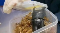 海关工作犬嗅出6只活体甲虫：为外来物种 体型超大