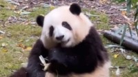 熊猫届女顶流和花已被注册商标：被连续夺笋后爆红
