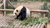 韩国熊猫爷爷用中文介绍福宝一家：熊猫宝宝饭量超大