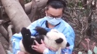 大熊猫被游客泼水后躲在角落 引广大网友怜惜