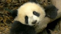 基地回应大熊猫被游客泼水：已带离照料 状态稳定