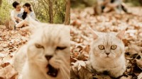 摄影师情侣带猫拍婚纱照 猫全程一脸：我不干净了！