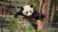 认养大熊猫1年10万终身100万 成龙认养了2只