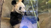 中方已完成丫丫回国审批 北京动物园饲养员下周抵美