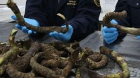 广州海关查获活体植物根茎：藏人体模型中蒙混入境