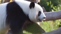 北京动物园回应蜂花称欲认养大熊猫丫丫 暂无此业务