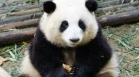 游客给大熊猫投喂甘蔗保安及时捡出 幸好花花在睡觉
