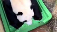 大熊猫几分钟就能捣毁一条船 网友：不愧为蚩尤座驾