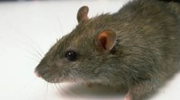 男人生娃指日可待 科学家首次让2只雄性老鼠产仔