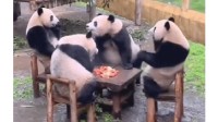 动物园回应四只熊猫凑一桌像打麻将：它们喜欢这样吃