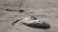 美国佛州海滩清出近两吨死鱼 引发刺鼻恶臭
