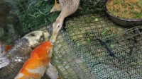 网传鸭子用嘴喂食锦鲤 海洋馆辟谣：只是喝水时漏食