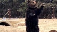 动物园棕熊听懂人话被质疑是人假扮 园方：为吃营业