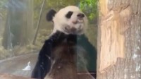 北京公园管理中心：国内2名专家已前往美国照料丫丫