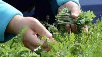 高校开放赏花大妈组团挖野菜 学生：可能是毕业论文