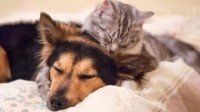 研究表明养猫养狗或影响睡眠：平均睡眠时间少于6h