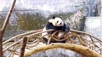 重庆动物园熊猫反向参观游客 网友:就差瓜子饮料了