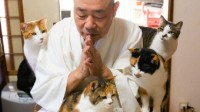 日本高僧的坐怀不乱修行：在6只猫的环抱中吃早餐